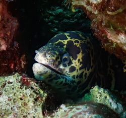 Chain Moray smile in Bonaire by Lowrey Holthaus 